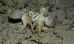 Octopus Versus Octopus