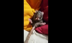 A little rat nibbling dried banana