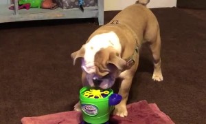 Dog Discovers Bubbles