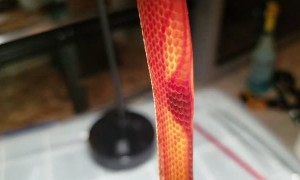 Beating Heart of a Baby Elegant Pit Viper
