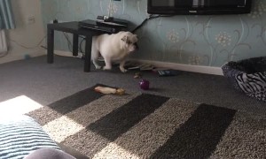 Bulldog creates a mess after getting stuck under table