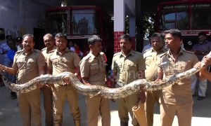 15-foot-long python scares devotees after slithering into temple in South India