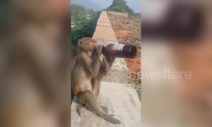 Cheeky monkey chugs a beer