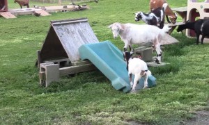 Goats have the time of their lives using playground slide