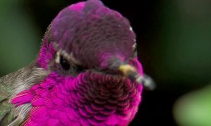 Hummingbird shows off bright color change illusion