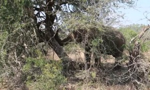 African Elephant Topples Tree
