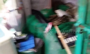 Escaped zoo python caught in family's laundry room