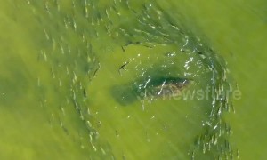 Stunning aerial footage shows large school of fish weaving through a group of manatees