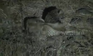 Rare footage shows lioness breastfeeding leopard cub in western India
