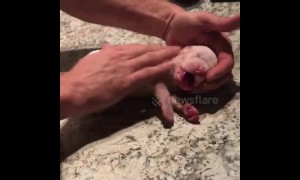 Texas man miraculously revives tiny puppy by performing CPR