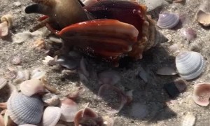 Conch Comes Out of Its Shell