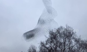 Huge flock of birds fly into the shape of a rabbit