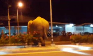 Hormone-crazed wild elephant sparks panic after stomping along motorway