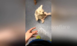 Dog hilariously falls backwards in failed attempt to catch treat