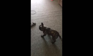 French Bulldog puppy makes vacuuming extremely difficult