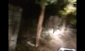 Elephant caught in police style chase after two men are trampled to death by wild herd