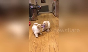 Team work makes the dream work! Puppies work together to play fetch