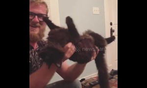 Noodle the cat stays super chill while being handled