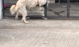 No Obstacle Can Stop This Dog