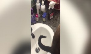 LOL – Cat Doesn't Know What to do with His Tail