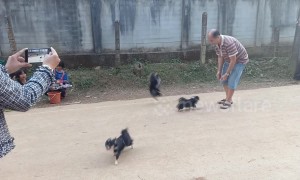 Acrobatic chihuahuas stun crowd with amazing backflips on command