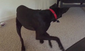 Dogs Chasing Their Tails