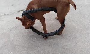 Playful Pooch Gets Stuck in Wheel