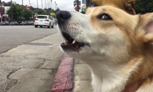 Corgi adorably howls along to passing fire truck