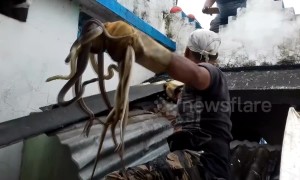 Astonishing moment Indian rescuer finds 20 snakes wedged under tin roof