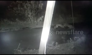 Dog refuses to flee, becomes easy meal to leopard in northwestern Indian village