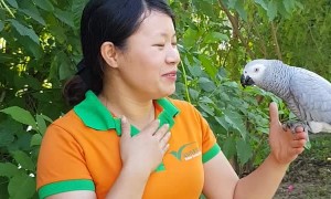 Sweet Parrot Expresses Love for Trainer