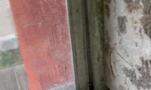 Roach Infested Telephone