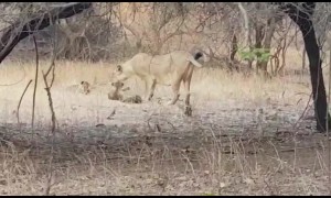 Wild Indian lioness adopts leopard cub in heartwarming show of kindness