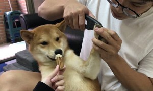 Dog Distracted by Treat During Nail Cutting