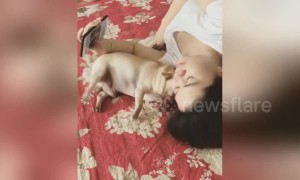 Mischievous dog won't let his owner check the phone