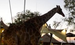 Giraffe casually walks through South African restaurant