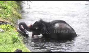 Locals use makeshift rope ladder to save elephant trapped in canal