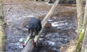 Slippery Tree Bridge Fail