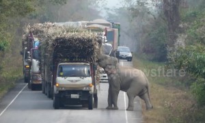Cheeky elephant stops passing trucks to steal bundles of sugar cane