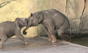 Elephant calf tries to push his big brother into the water