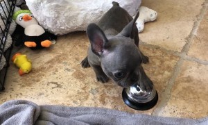 Puppy Rings Bell for a Treat