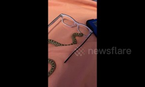 This snake doesn’t understand the concept of glass