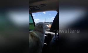 This dog uses super fast reflexes to try and catch cars