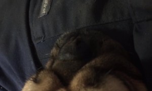 This Dog has a Crazy Snore!