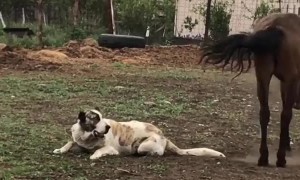 Best Friends Having Fun on the Farm