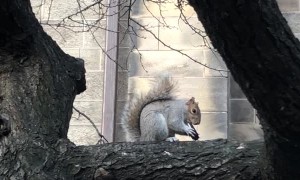 Squirrel Feasts on Oreo