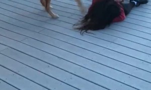 Super Excited Dogs Crash Tackle Their Human