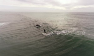 Magical moment dolphins jump alongside surfer off LA coast