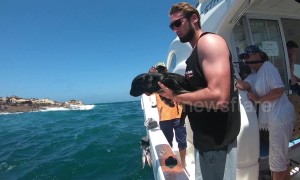 Dramatic baby seal release ends in success despite pup's attempts to stay on boat