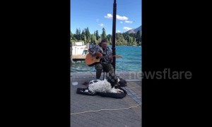 Dog sings along with his busking human